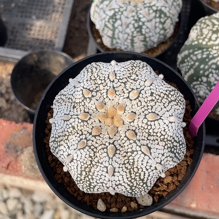 实生奇迹兜一物一拍