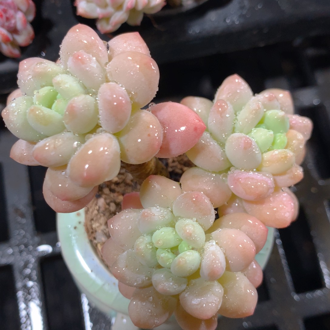 5CM拇指盆精控多肉ZT630