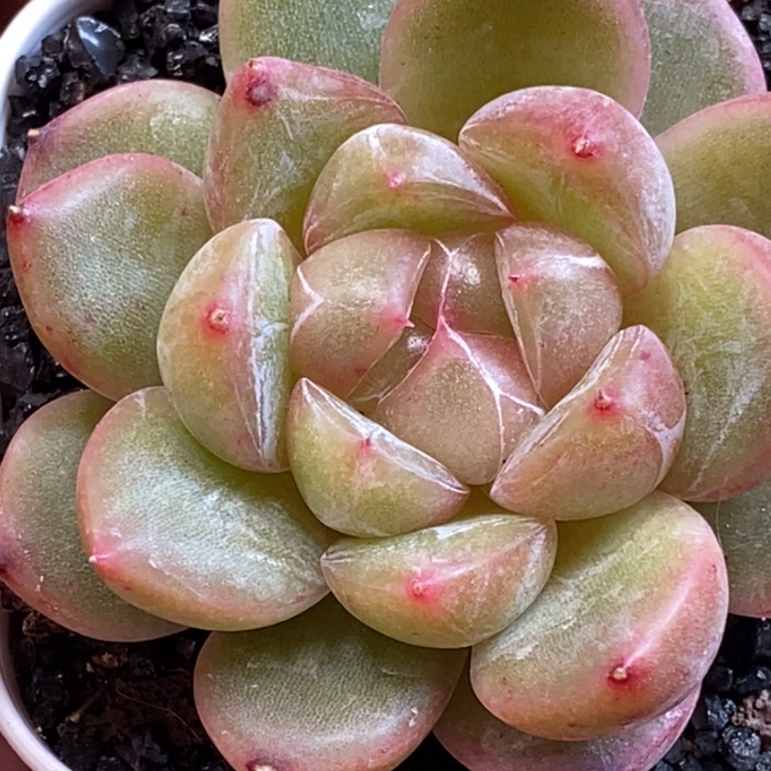 天官赐福百无禁忌