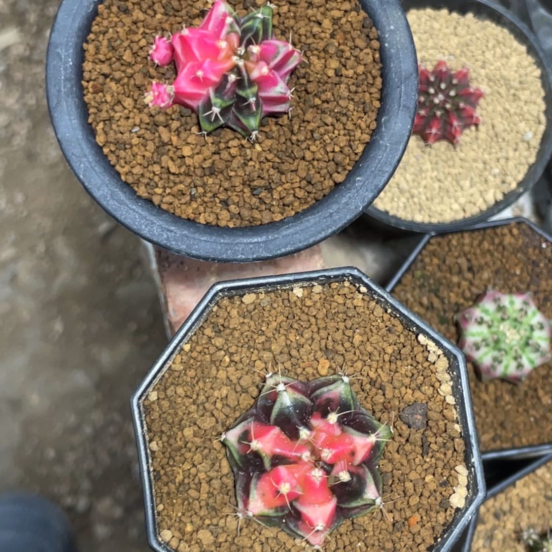 月***亮当前无花朵，栽培后可花朵两颗