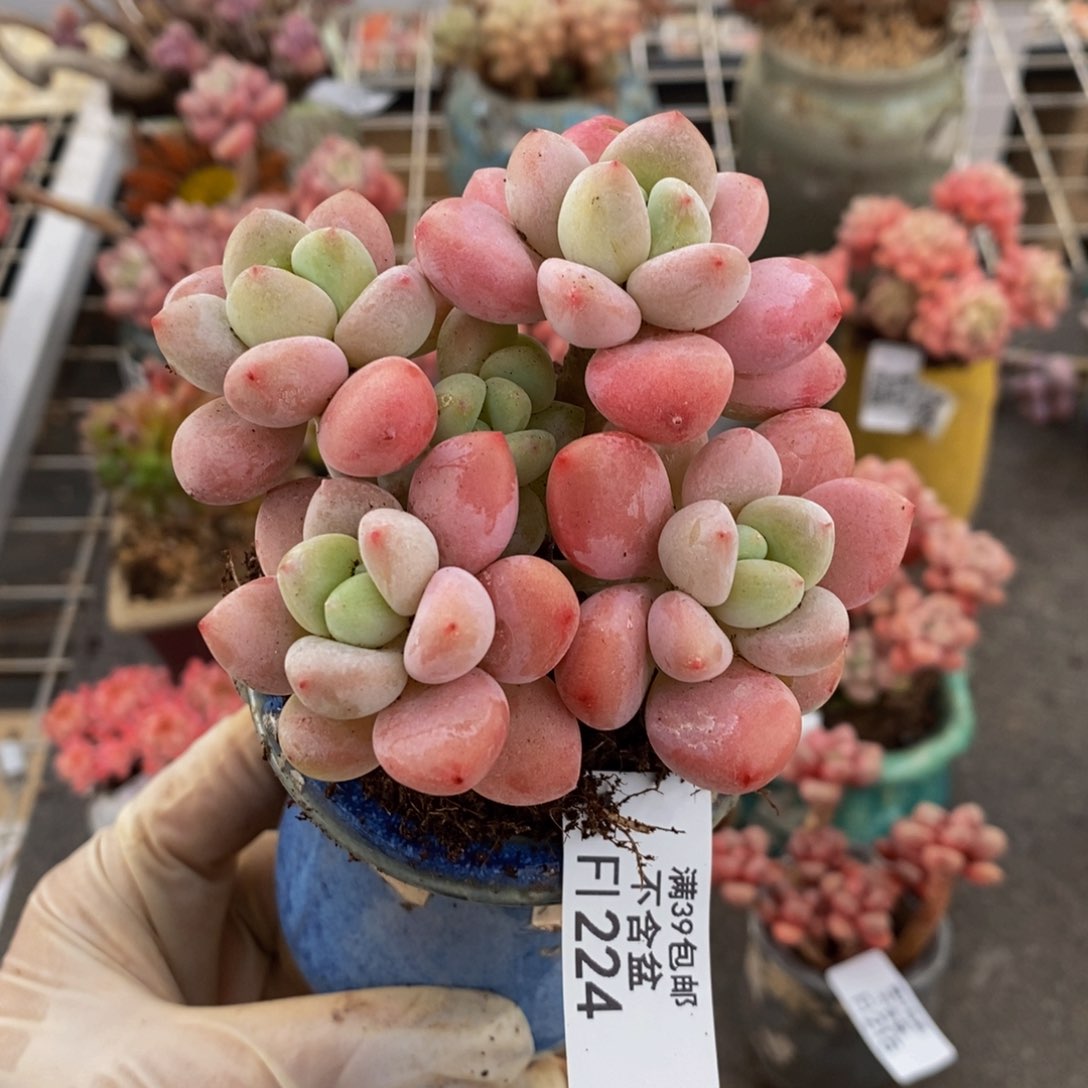 山**.樱花洛神224/7c m