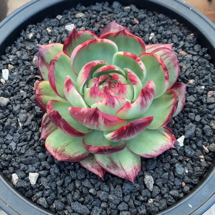 失****多肉植物惊鸿仙子