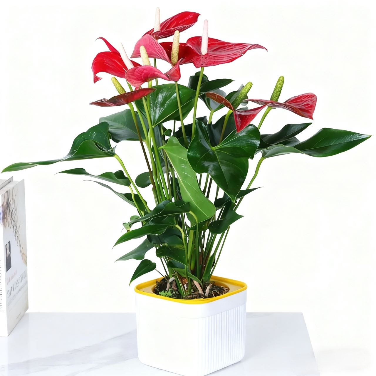 红掌盆栽带花发货四季开花室内家居绿植鸿运当头好养花卉