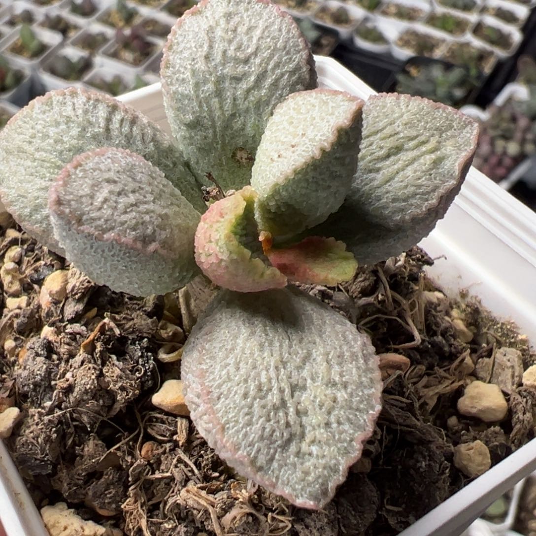 实生新品单头纯木质桩多肉植物