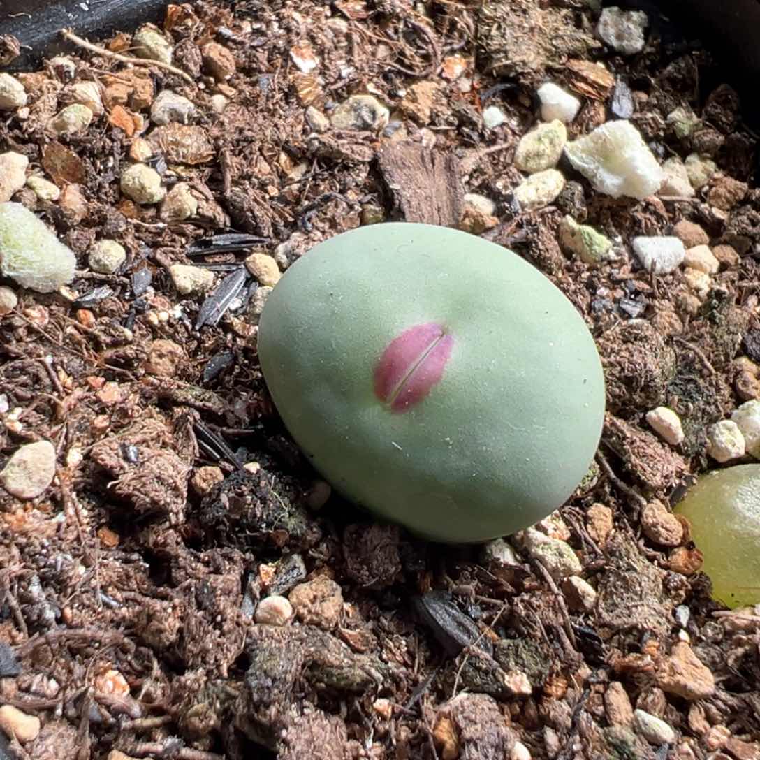 多肉植物156号红嘴母本