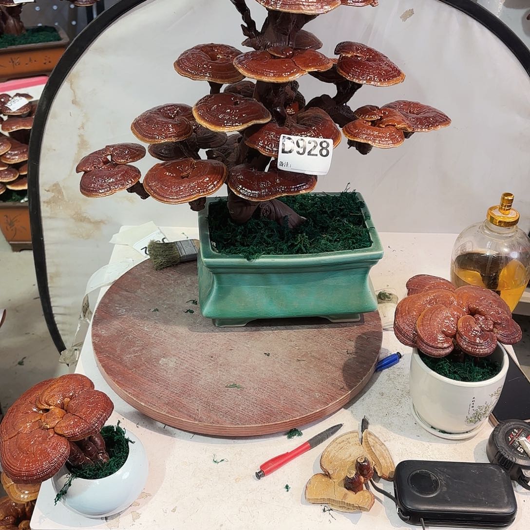 无花朵灵芝88888858888888888