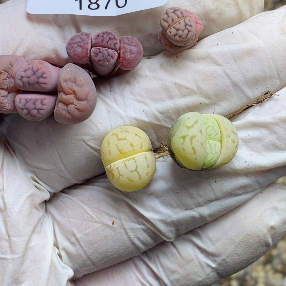 6****?1870。零下拍保温.18包邮.当天凑哦