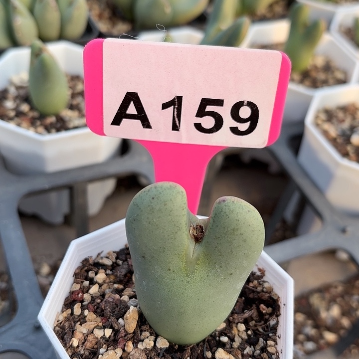 ◎***。苹果手机是你买回来就