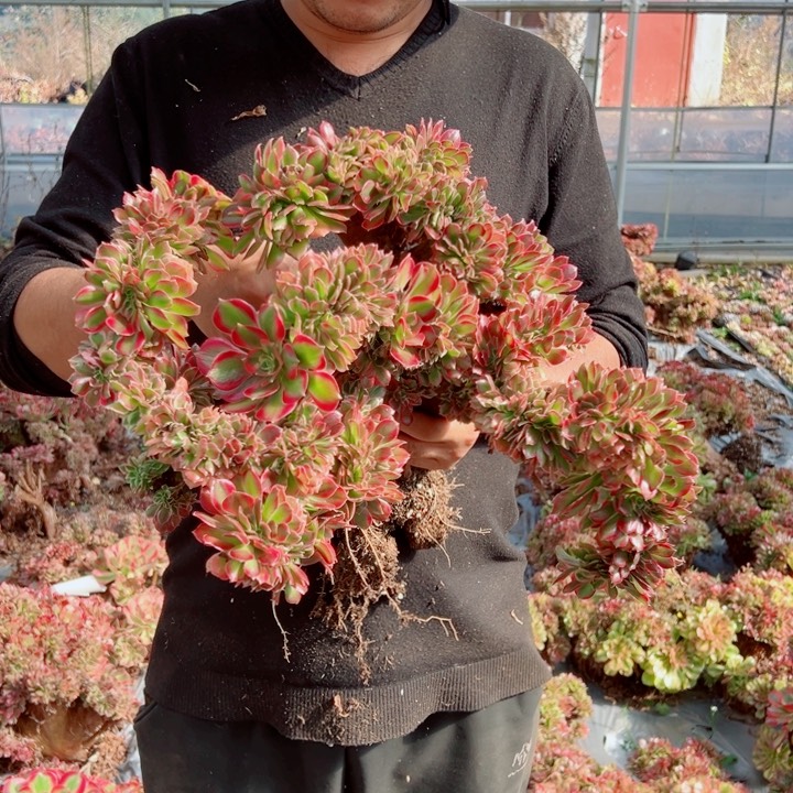 女郎大颗15号多肉法师