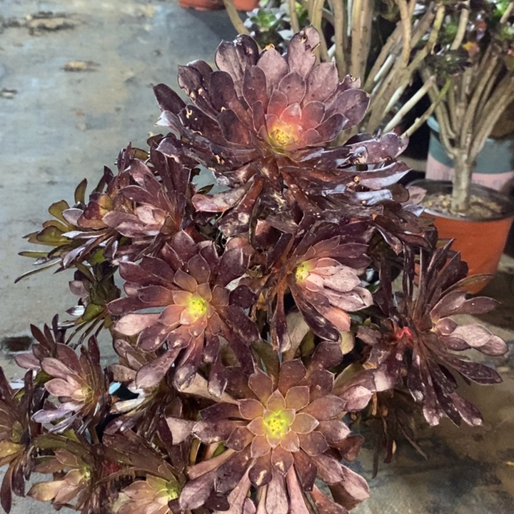 黑桐多肉植物104。 