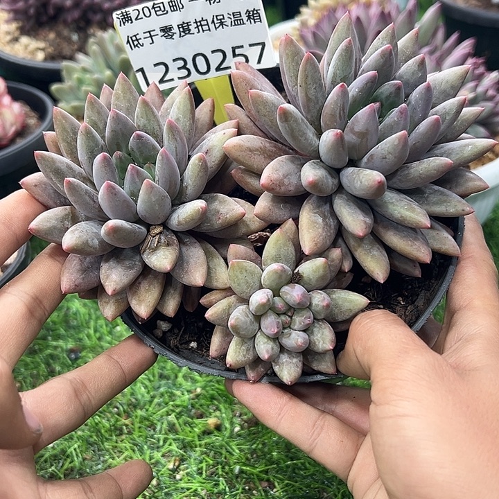 1230257 红蜻蜓黄体无砍3头