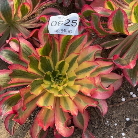 魅影多肉多肉0625