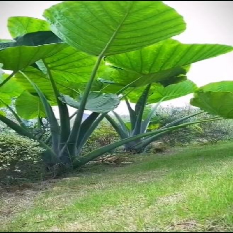 大型象耳芋大型观叶植物适合室内外庭院网红造景南北地区适合栽种