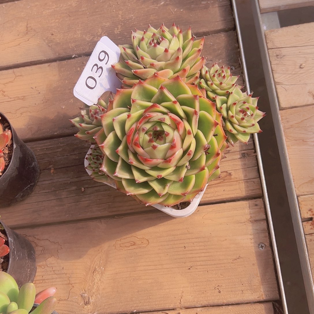 田*039蓝龙群28。。。