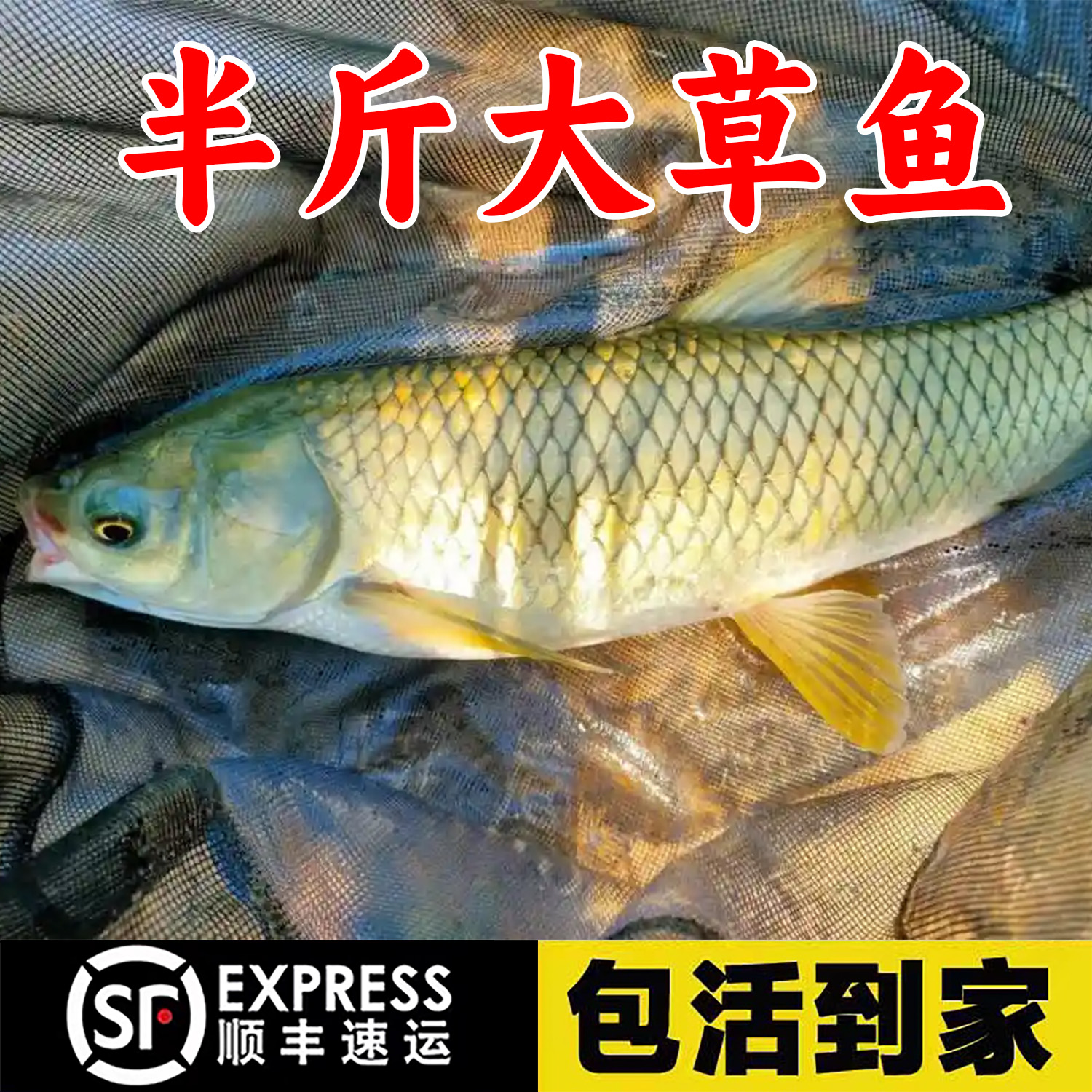 大尺寸草鱼家鱼塘特大草鱼黑脆皖鱼活体半斤草鱼
