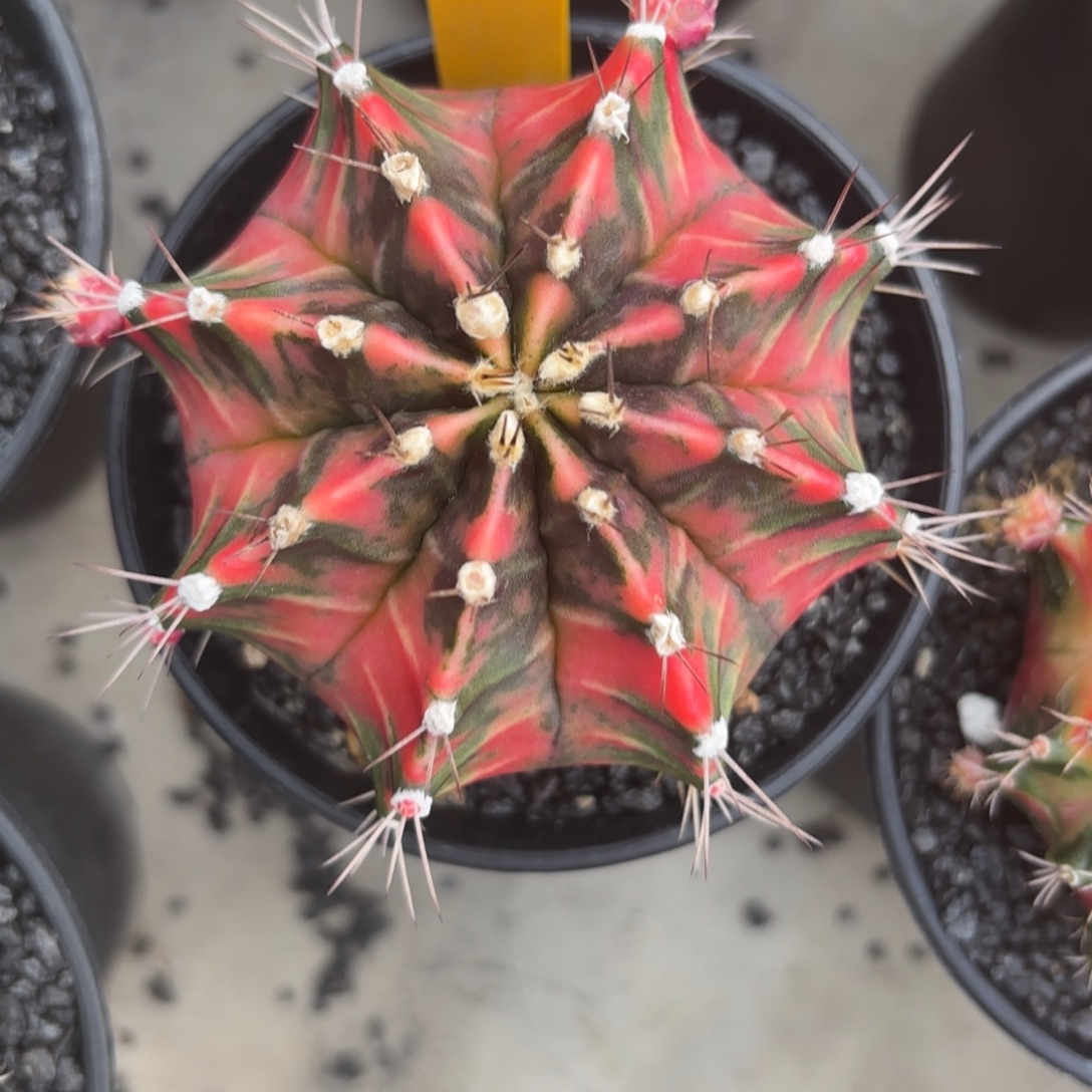 L612-1206泰国发货