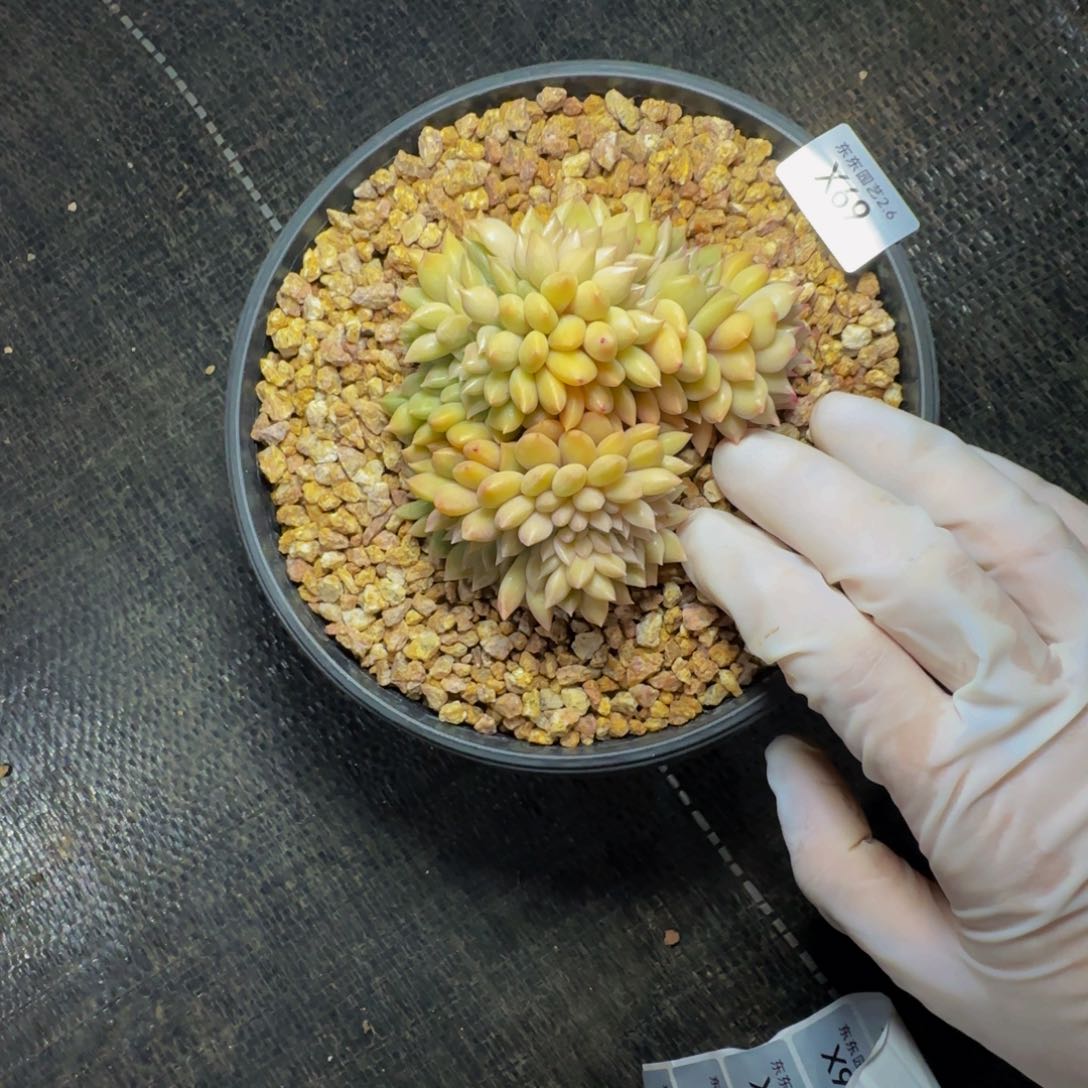 x x x x x x x x x x 69