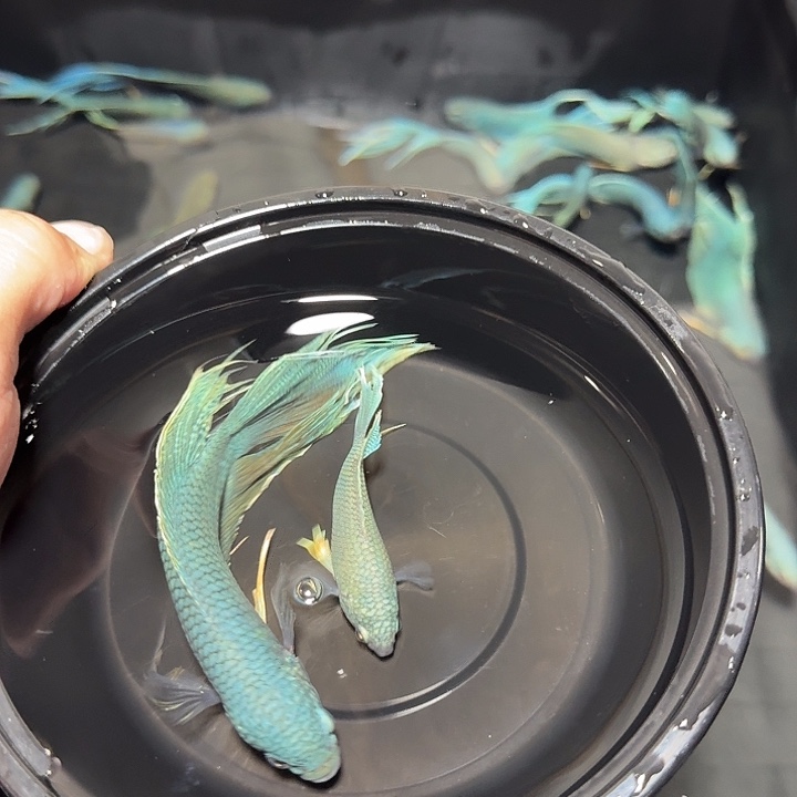 斗鱼直播间对图无纹蓝4