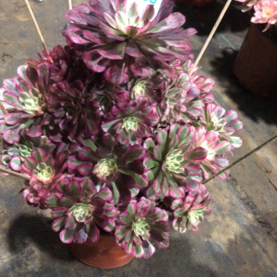 人***梦无花朵红铜超白法师786号