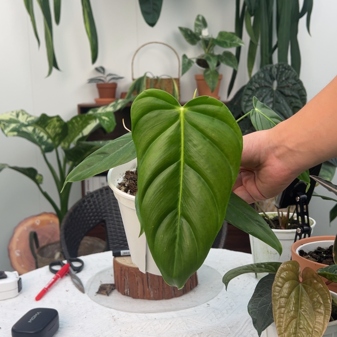 不开花植物Pe蔓绿绒