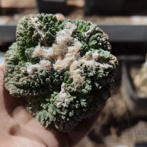 936仙人球嫁接的仙人球