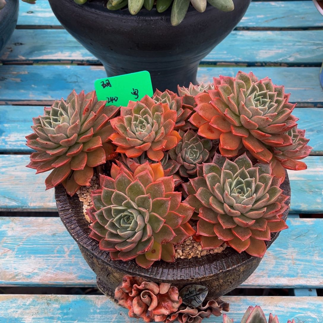 一物一拍多肉植物