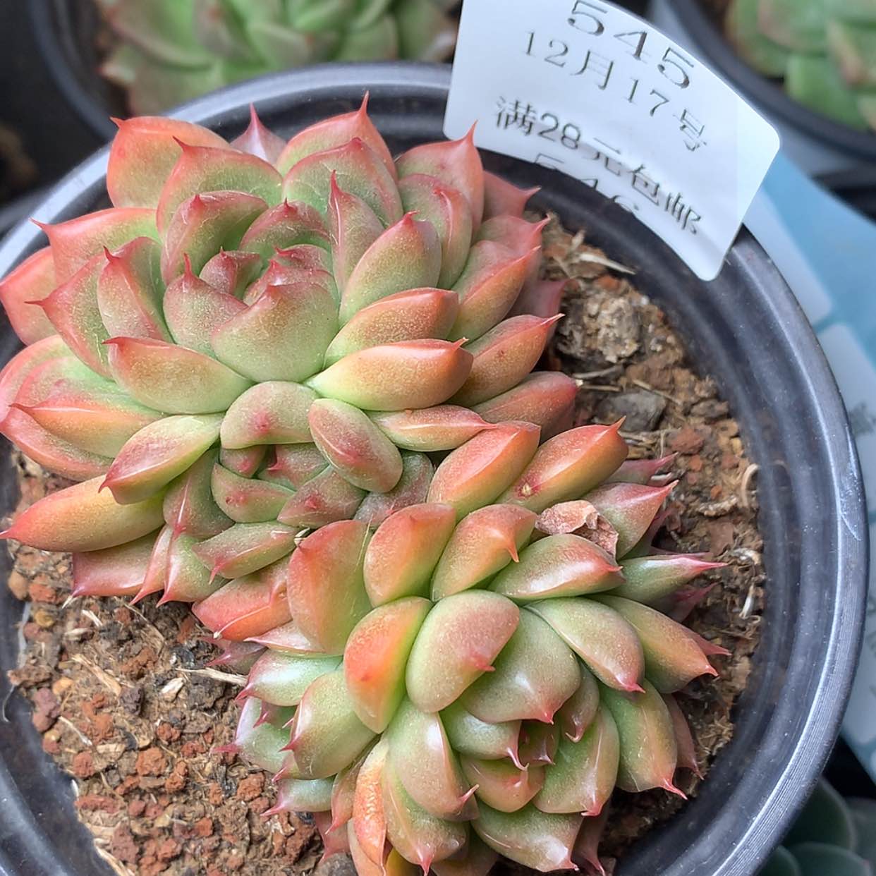 【闪购商品】云545号