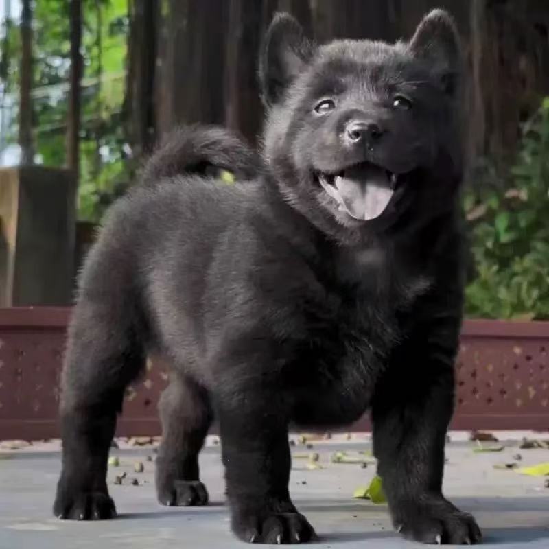 【帝尊萌宠直播】中华田园犬五黑土松四黑黄狗白面四眼幼犬