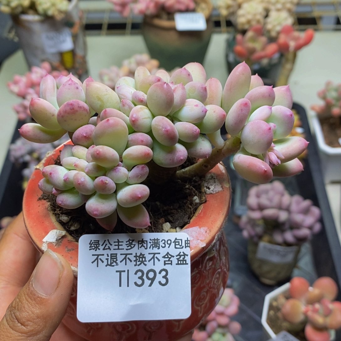 393苹果奶四代缀多肉8c m