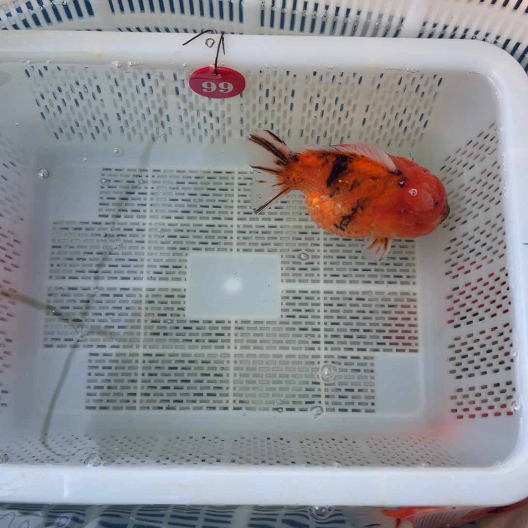 乘***`海水鱼包邮是在英国和