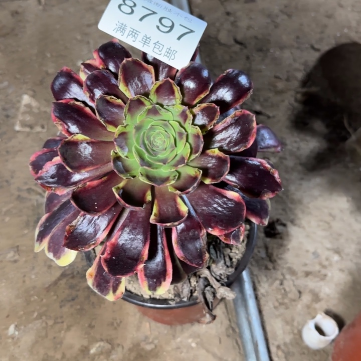 8797欧家力多肉植物