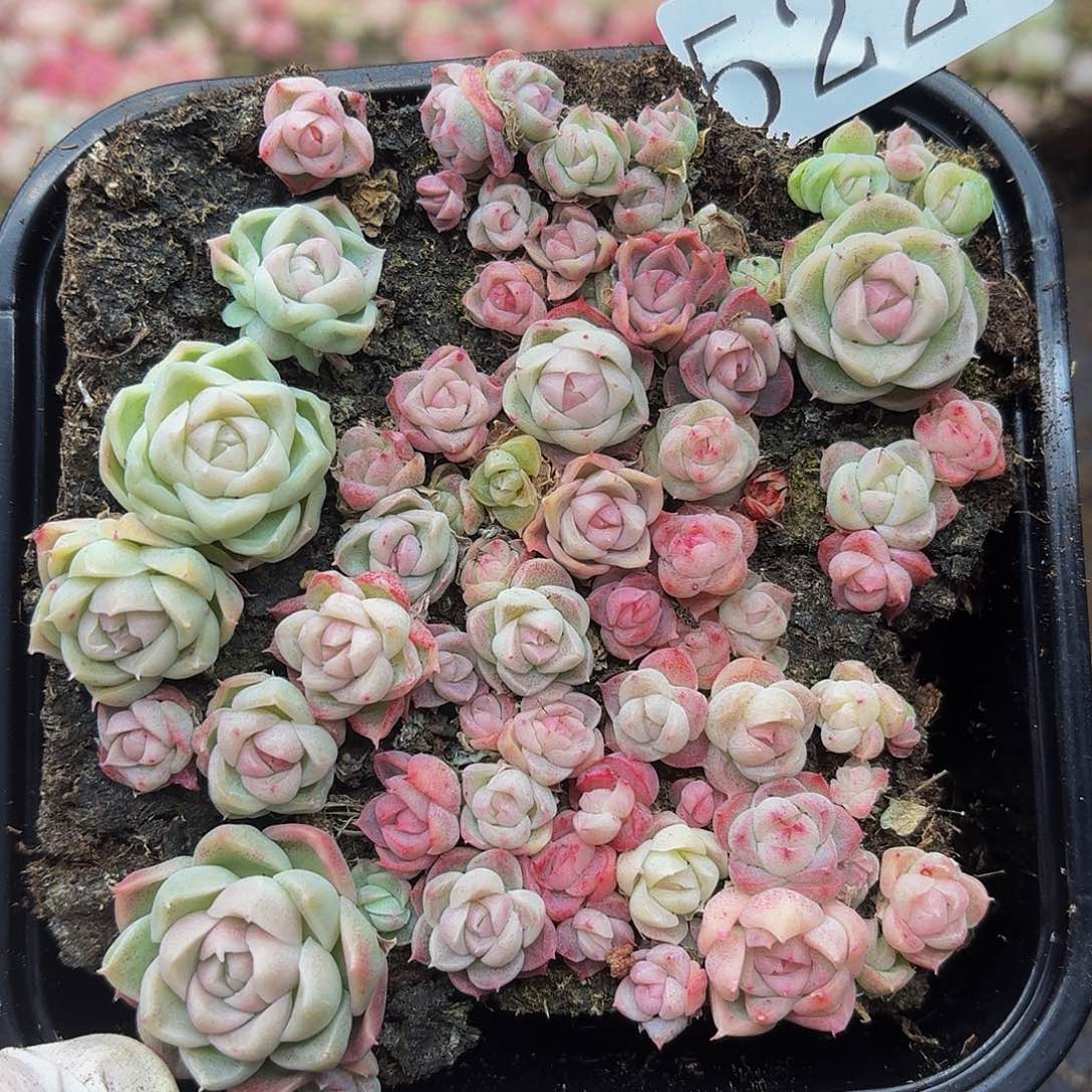 多肉植物多肉植物522