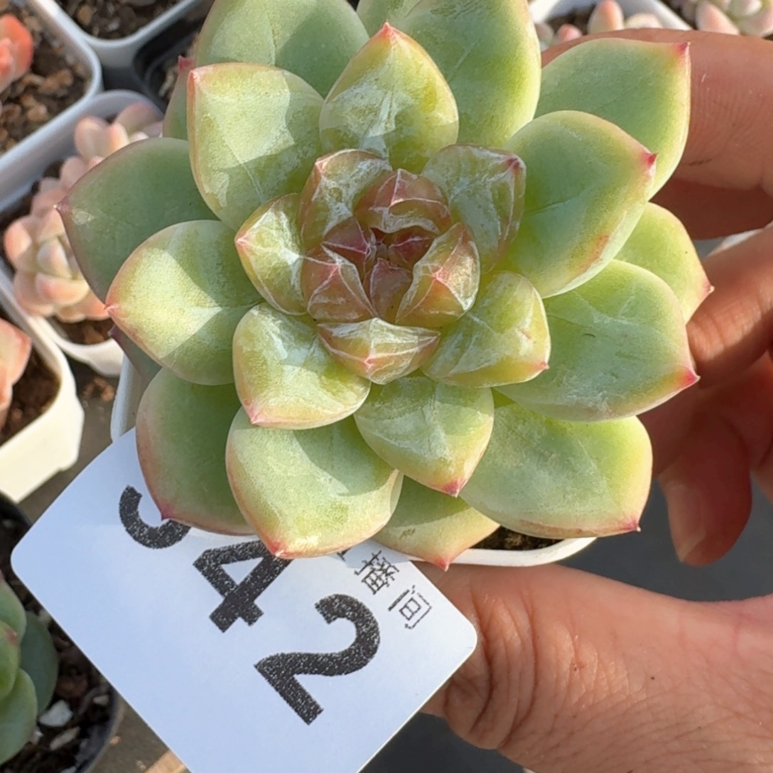 璇玑珍妮            多肉植物