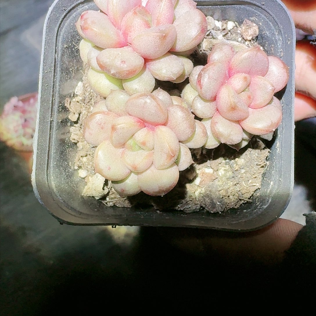 【满20包邮】零下拍保温箱