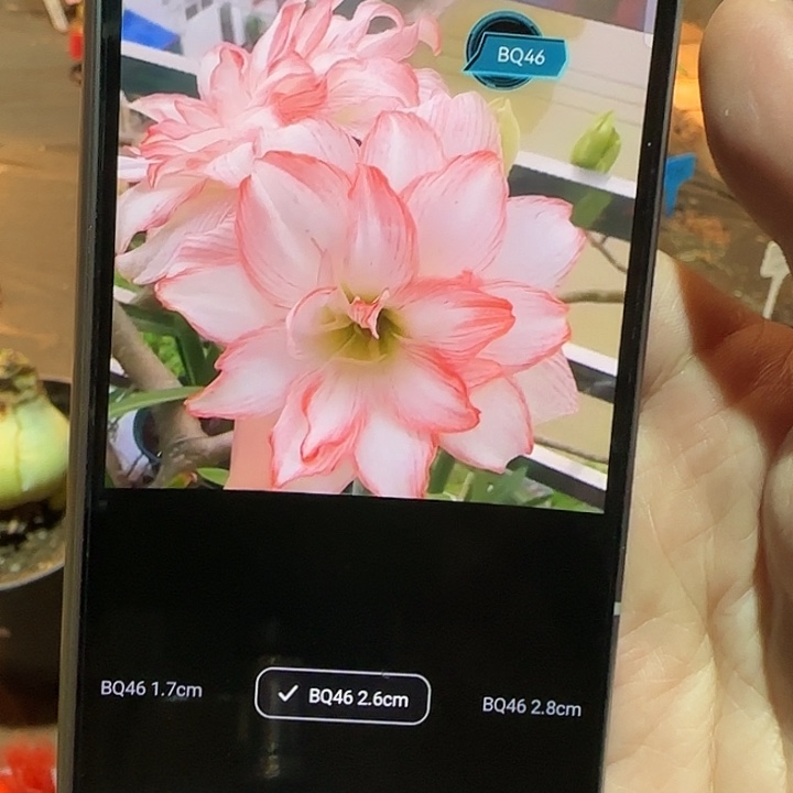 BQ46朱顶红2.6厘米越朱可寄养