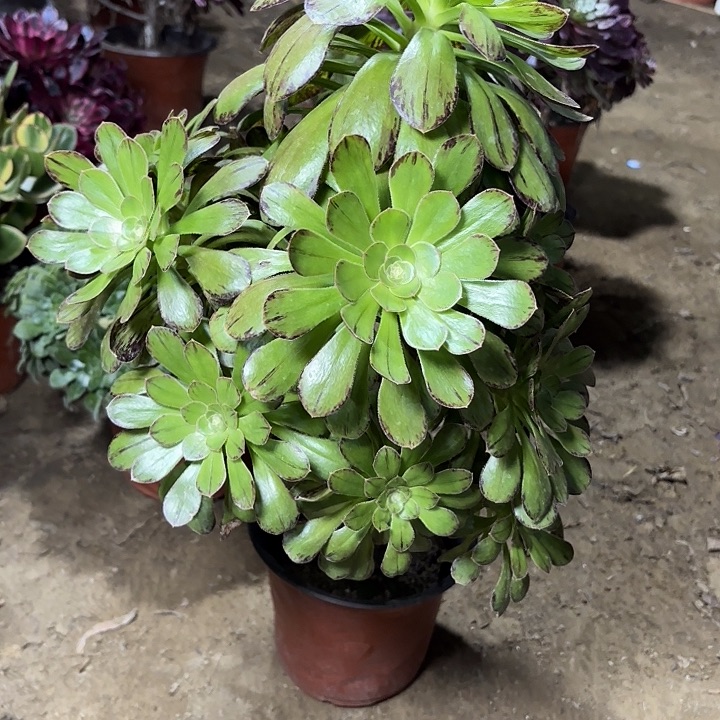 多肉植物法师微锦22