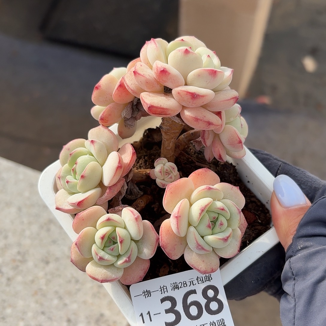 白底香草无盆土发货