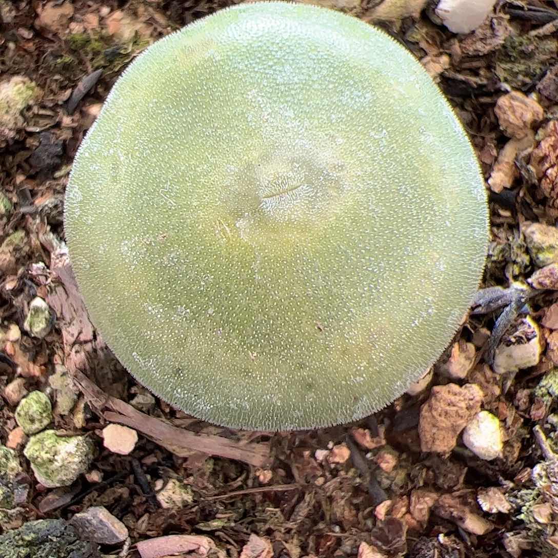 【闪购商品】295 毛饼