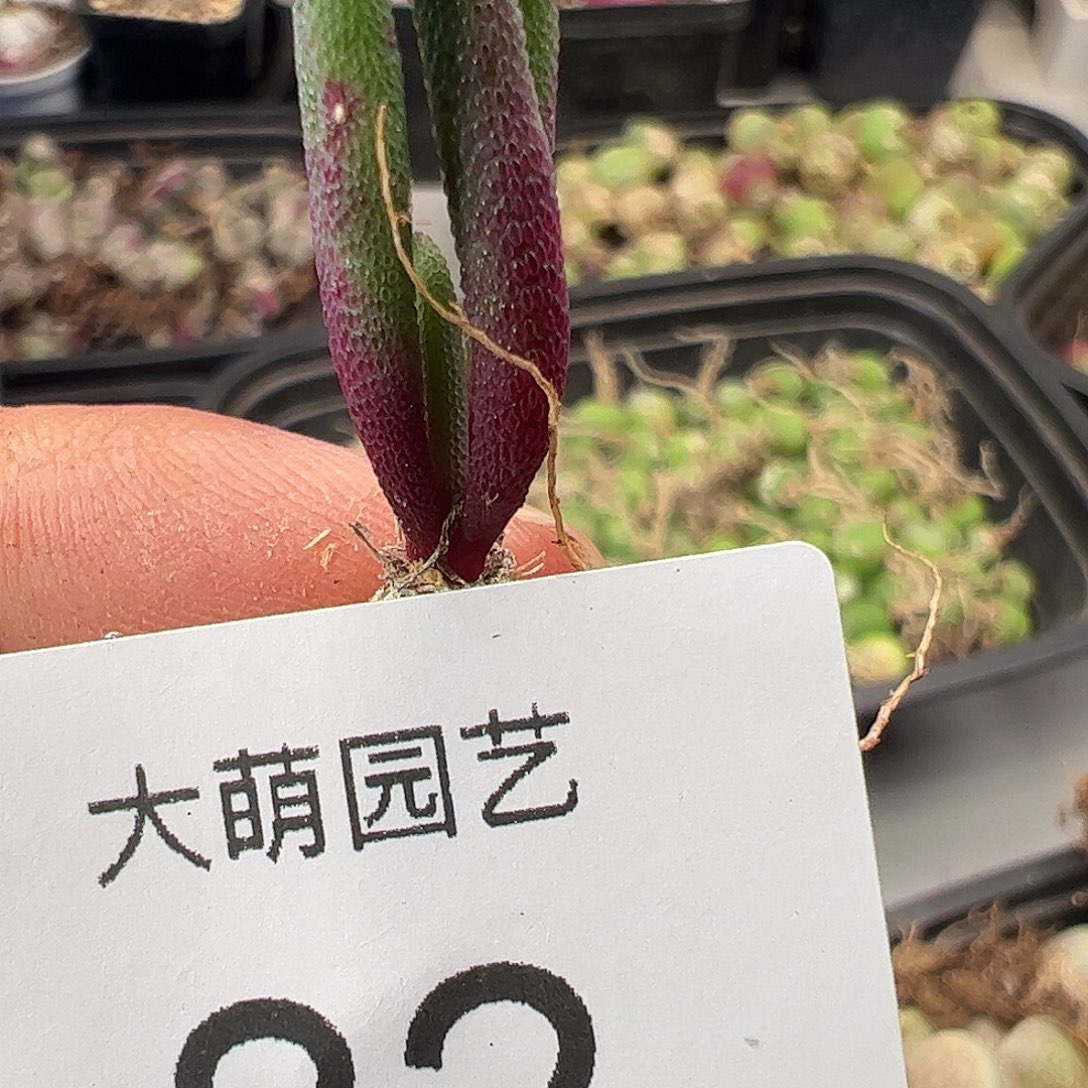 一物一拍。     82