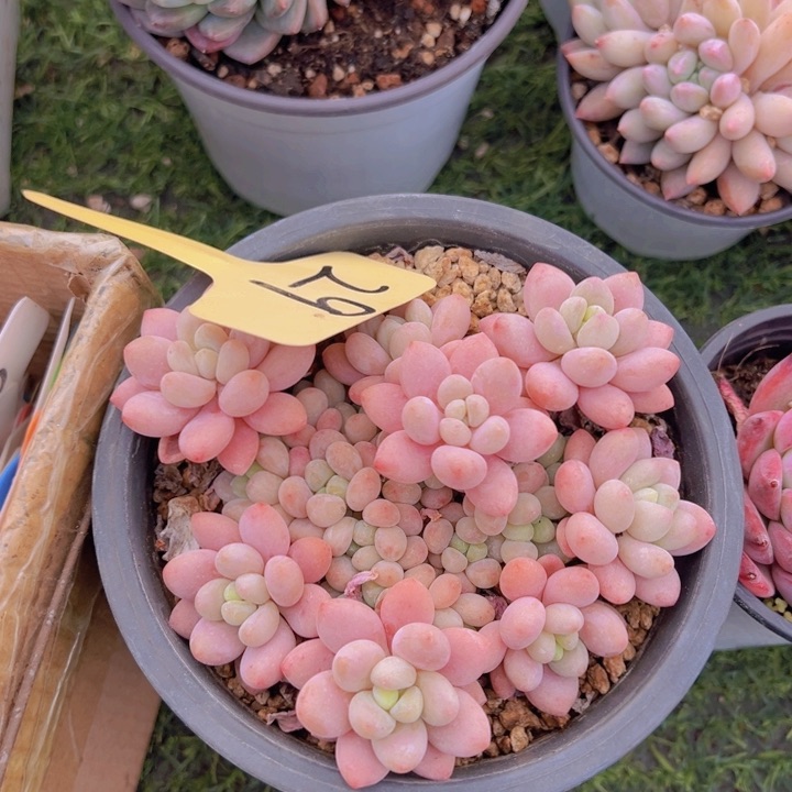 健健康康平平安安