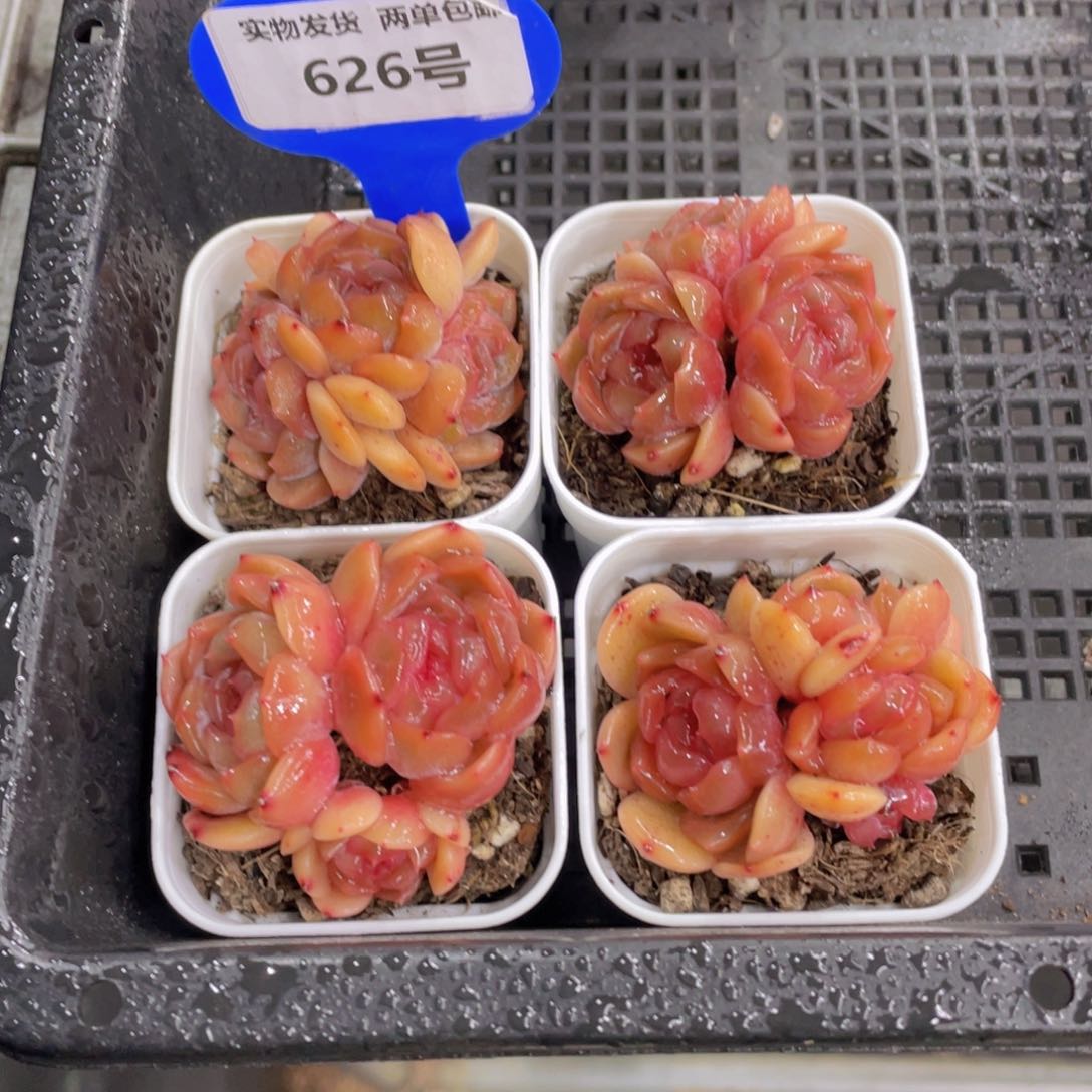 626号 全状态红色恋人三头起一个