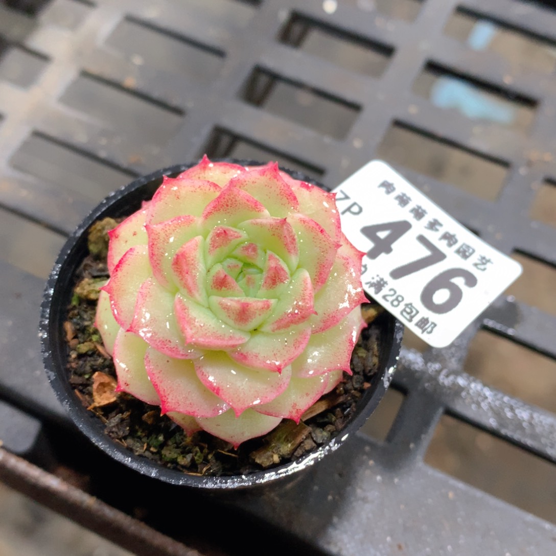 肉萌萌拇指盆精控多肉ZP476