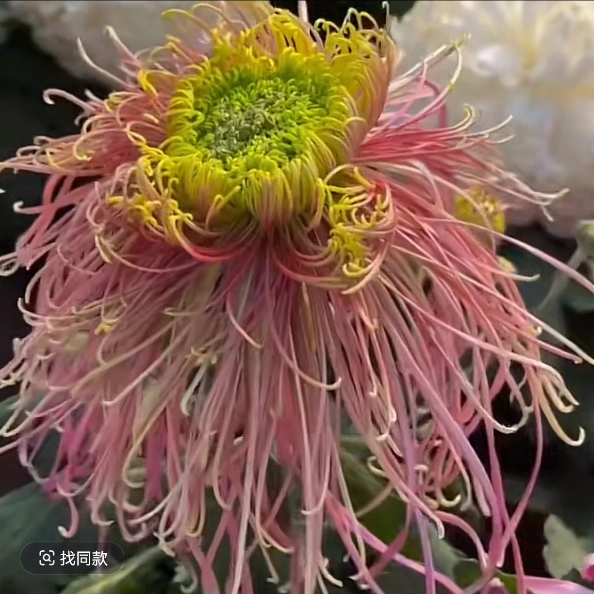 根苗必带山海神坛菊花断指掉苞不售后