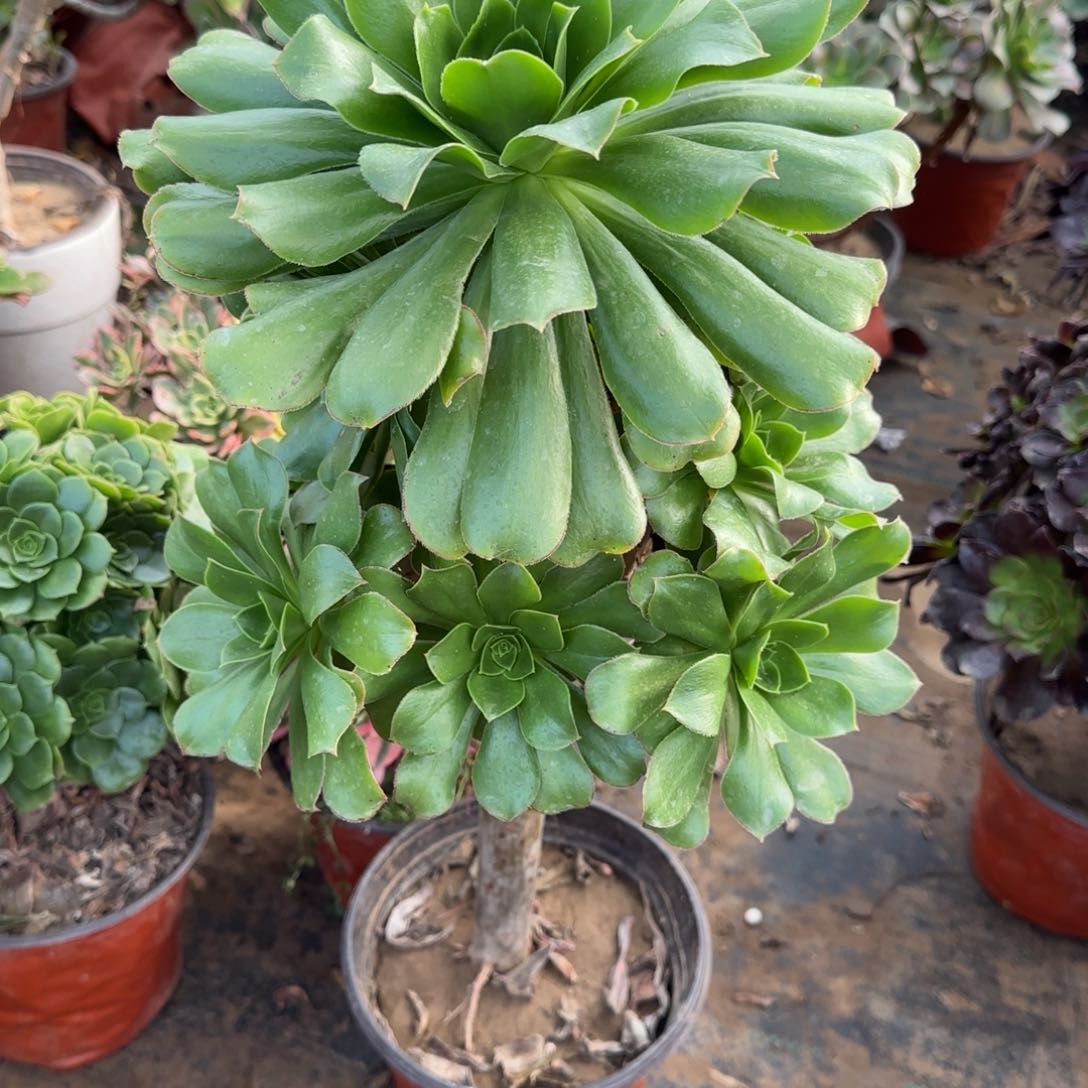 爱**爱绿玫瑰多肉009满20包邮断枝不包