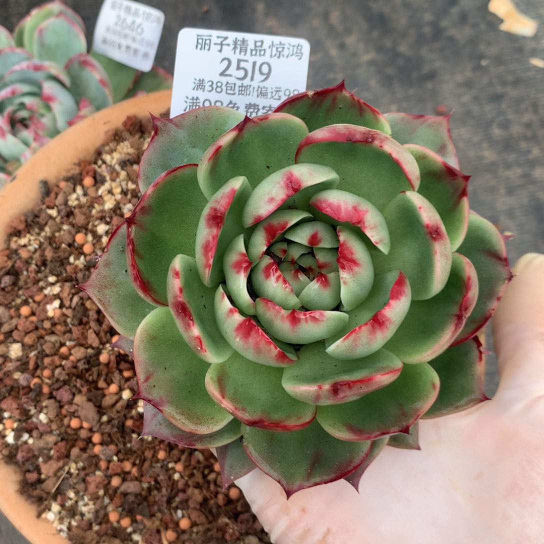 2519号多肉植物惊鸿10厘米