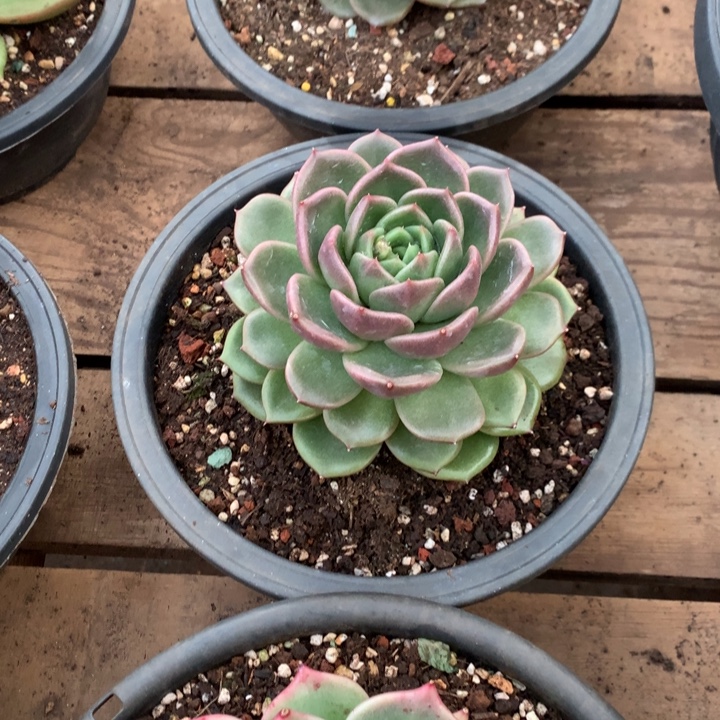 美肉特价活动开始啦