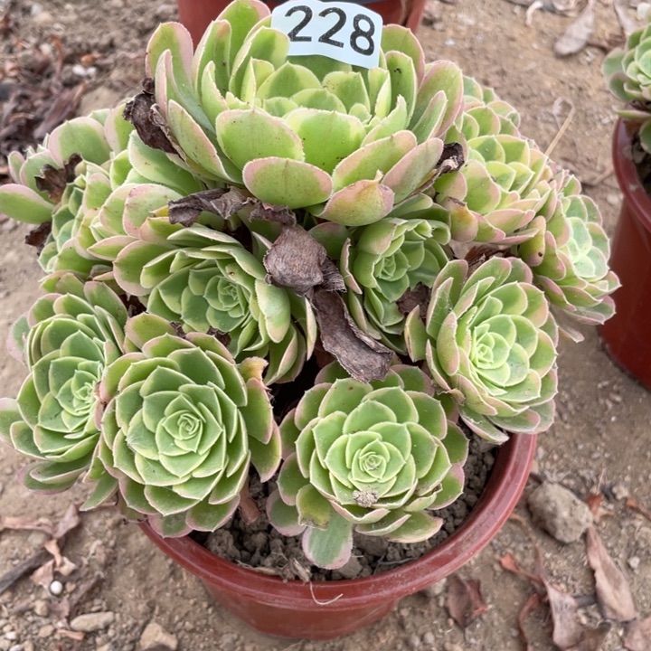 无花朵228多肉奶白