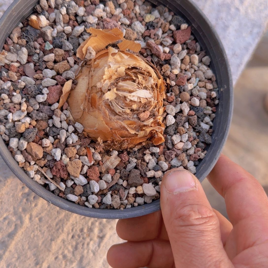 K***n块根植物块根植物