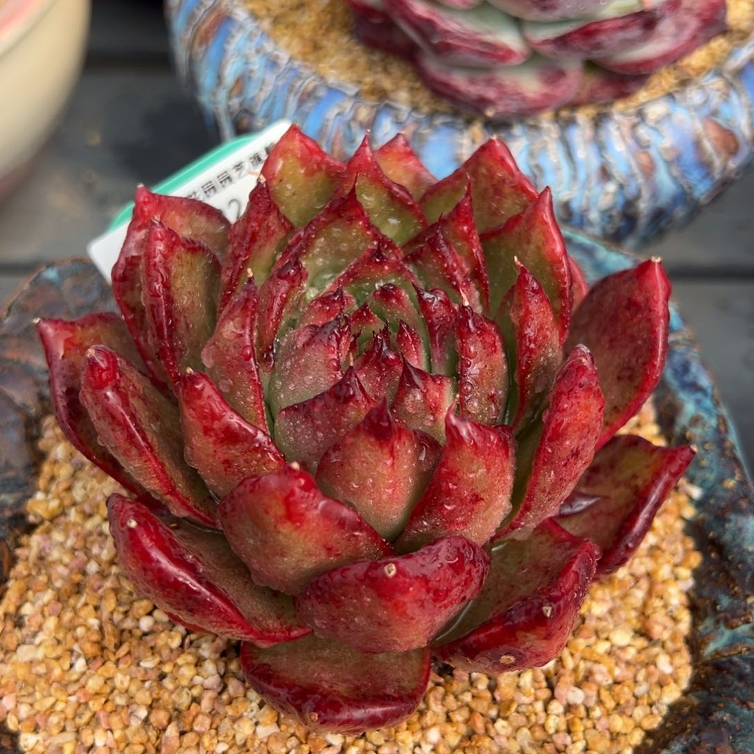 从前慢多肉精选编号0222.376