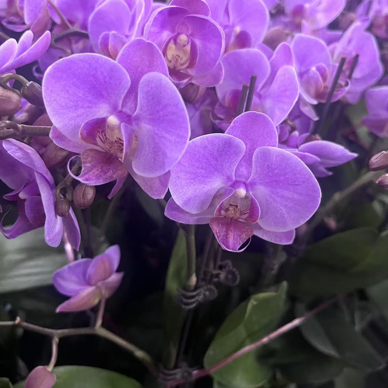 蝴蝶兰【梦蝶】单花剑 带花发货 室内花花 广州直发